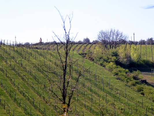 Champs de vignes